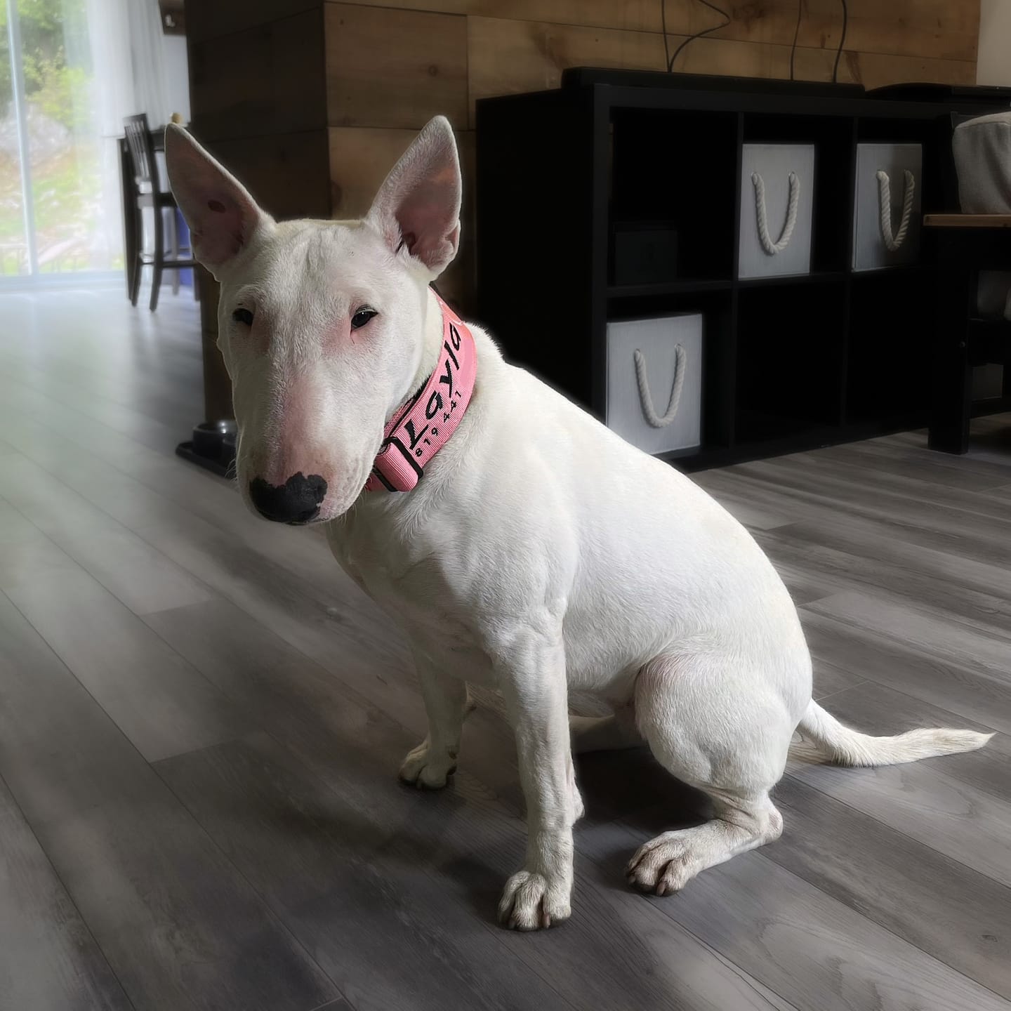 Customer photo review of 2" Tactik Dog Collar - Rose