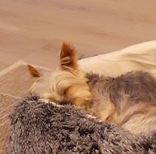 Customer photo review of PaWz Pet Cave Dog Bed - Removable Cover