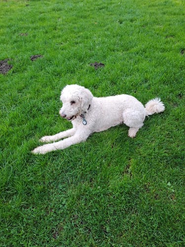 Customer photo review of Lucky Belly Allergy Fit