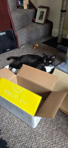 Customer photo review of 1 Month Supply – 1 Cat