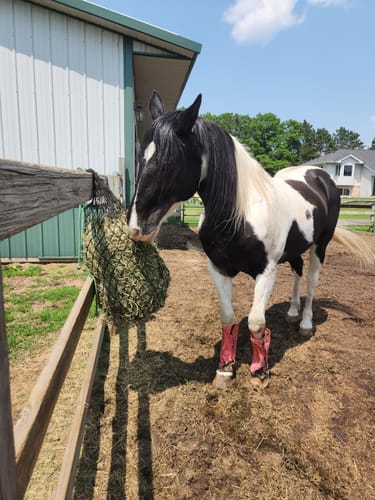 Customer photo review of Hay Chix® Half Bale Net
