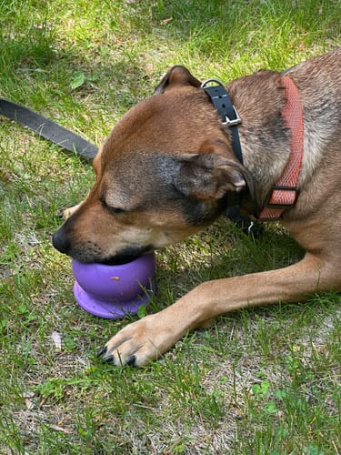 Customer photo review of Freezball - Durable Fillable Dog Chew Bone