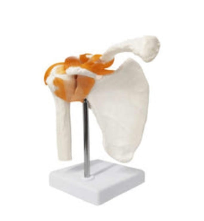 Customer photo review of Hombro Articulación y Ligamentos.