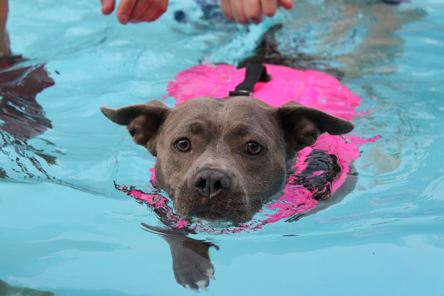 Customer photo review of Staffordshire Bull Terrier 1935® Life Jacket - Neon Pink