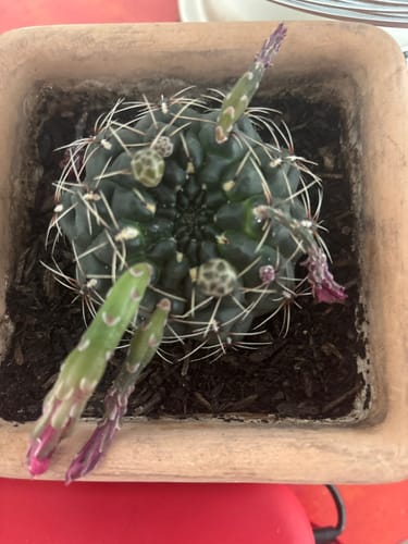 Customer photo review of Gymnocalycium baldianum | Chin Cactus