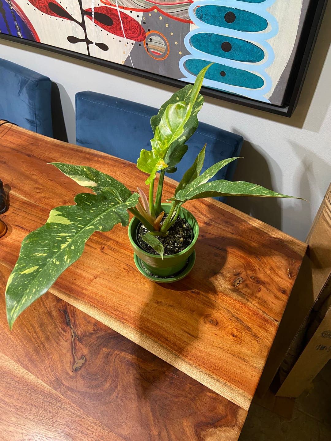 Customer photo review of Philodendron ‘Ring of Fire’