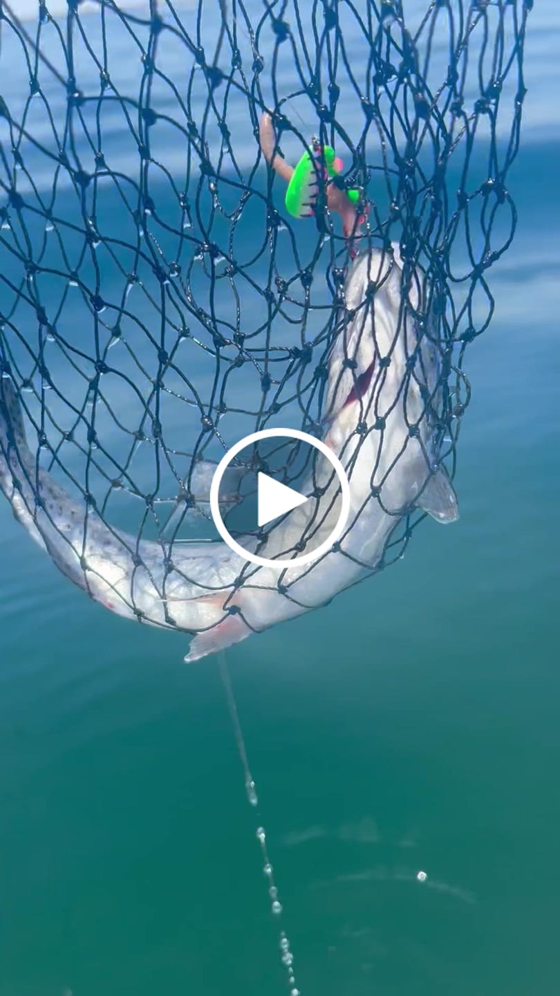 Customer video review of Uncle Larry’s Glow Tiger