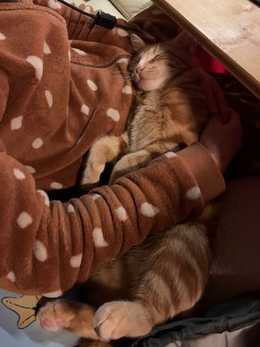 Avis photo d'un client sur Croquettes Chat Stérilisé Sans Céréales - Poulet