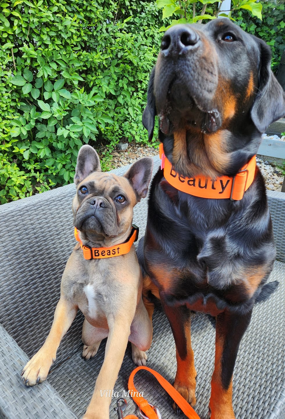 Customer photo review of 5cm Combat® Collar | With Handle & Secure Clip - Orange