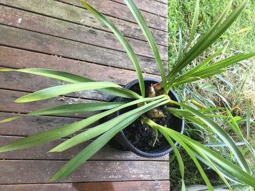 Kaye F. review photo — special orchid in Orchiata bark