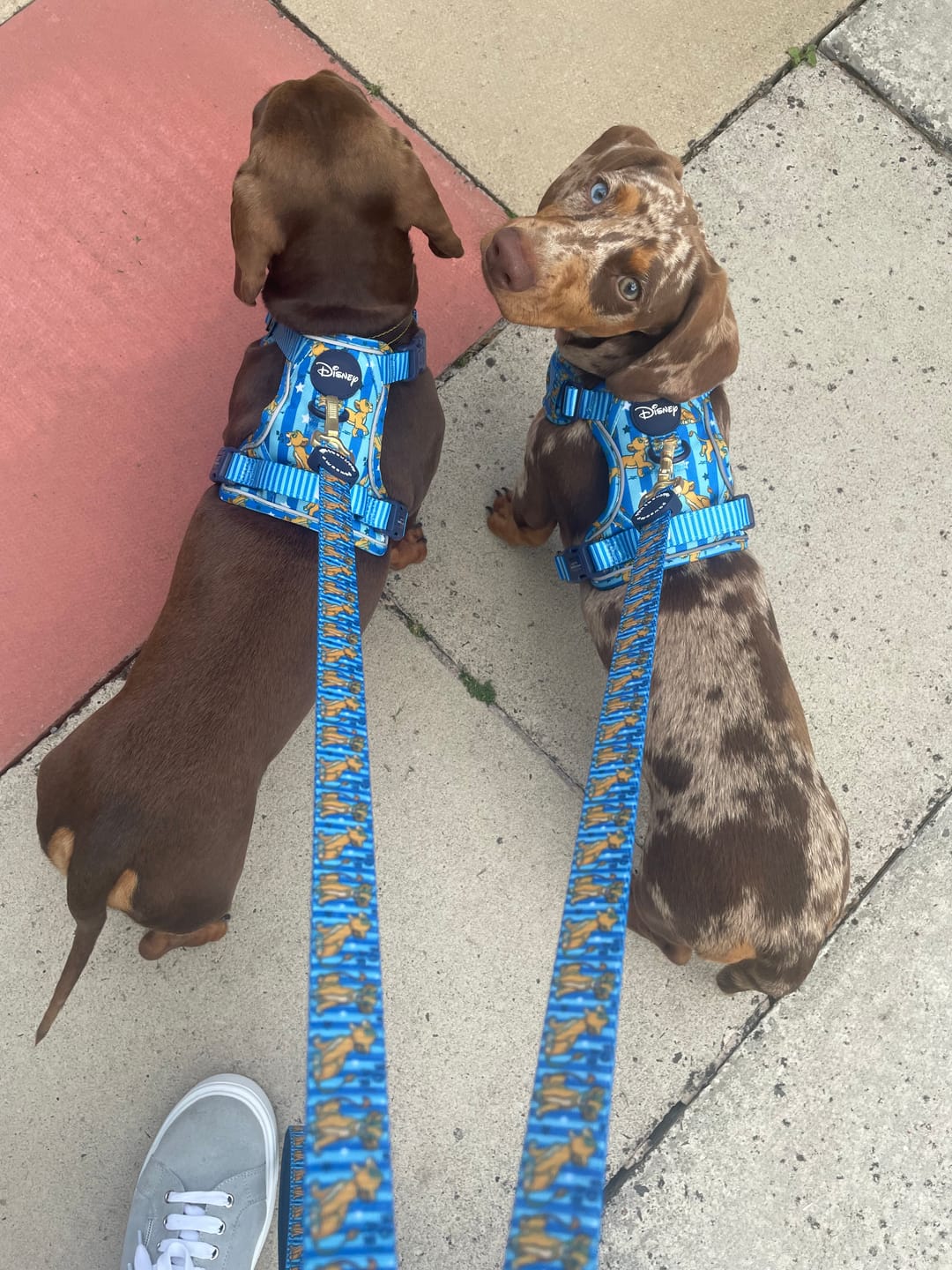 Customer photo review of Disney© Tough Trails™ Harness - Simba