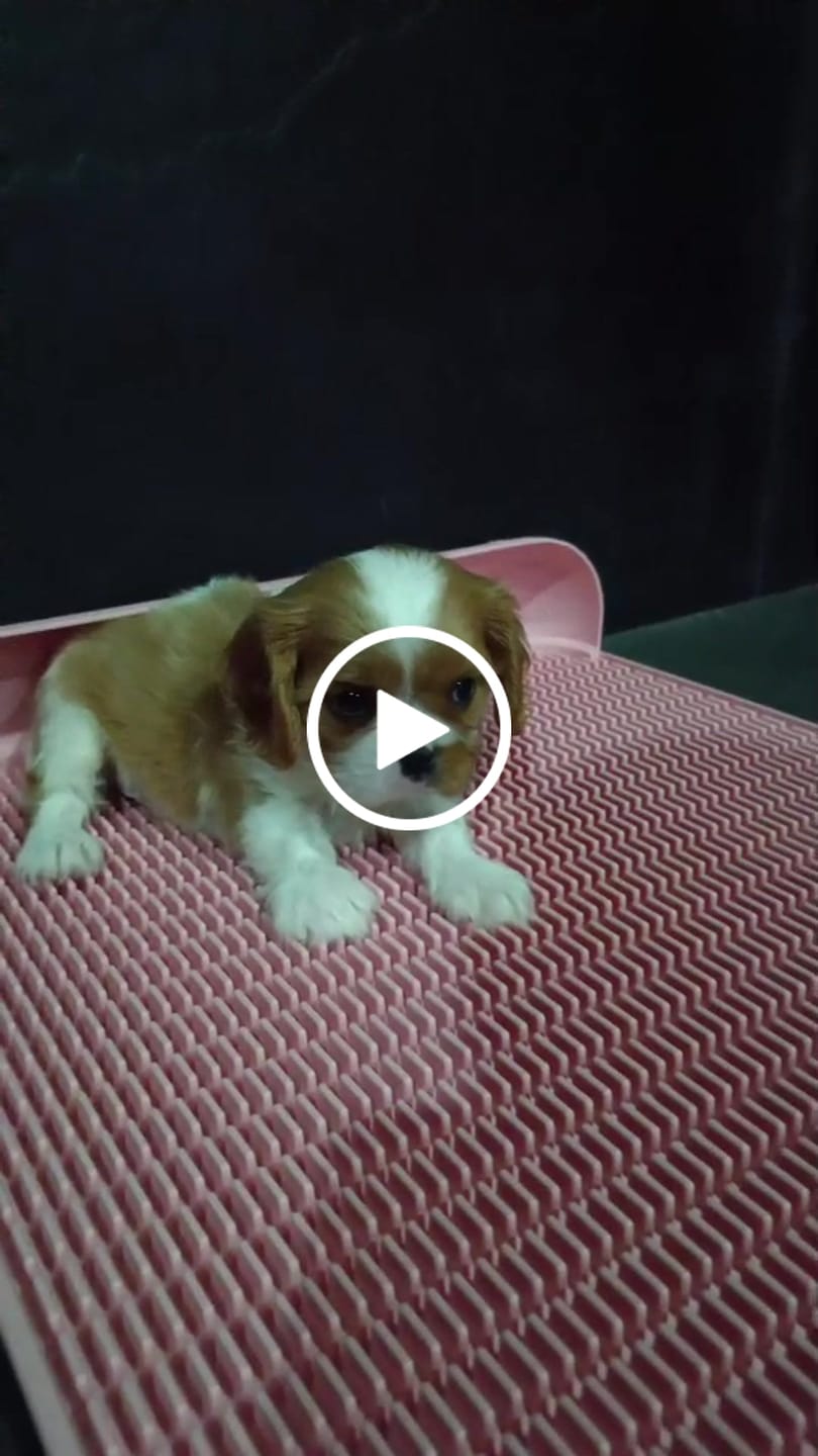 Customer video review of Extended Protrusion Potty Pad (Size L)