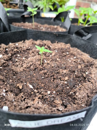 Customer photo review of Blue Dream F1 Hybrid THC Cannabis Samen – Die schnellsten der Welt - 50 Tage von der Keimung bis zur Ernte