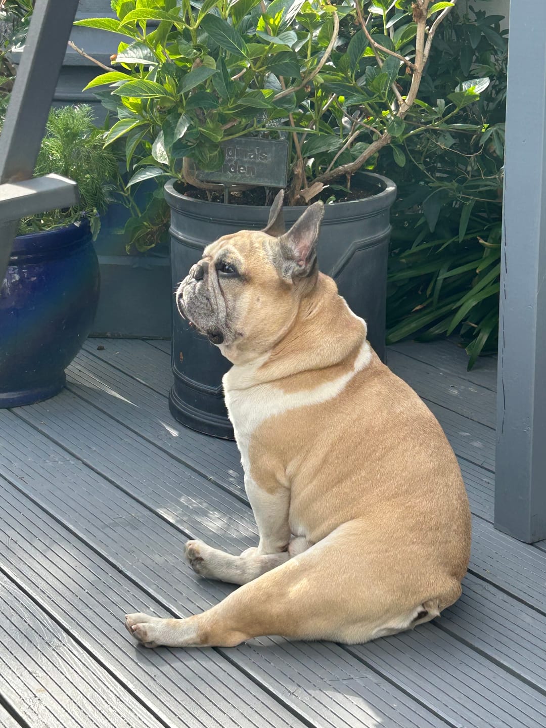 Customer photo review of Norwegian Salmon Oil For Dogs & Cats