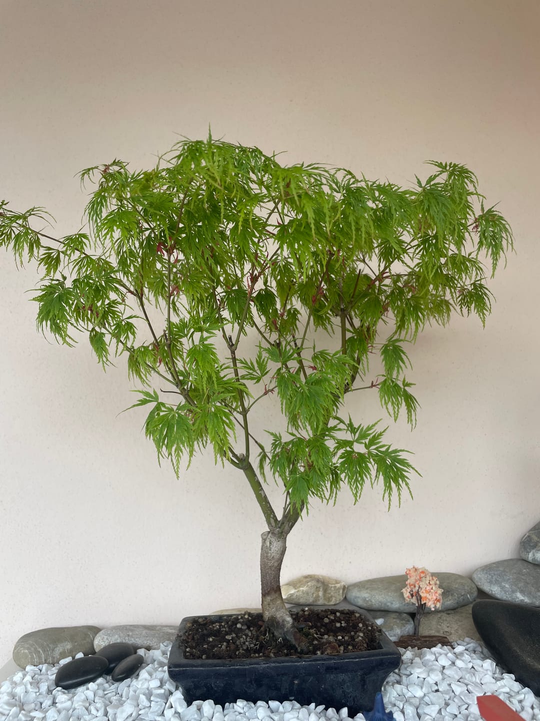 Customer photo review of TIGER CB® (substrato premium ad alte prestazioni)
