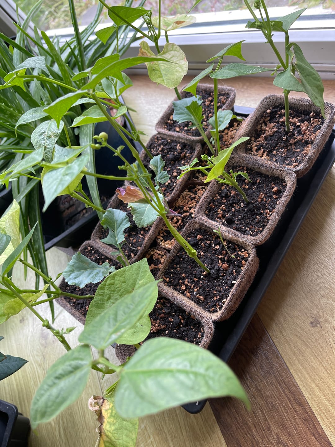 Customer photo review of Natural Compost - Organic and Peat Free - 50L Bag