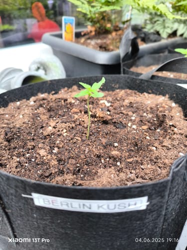 Customer photo review of Berlin Kush F1 – Die schnellsten THC Cannabis Samen für den Eigenanbau - 50 Tage von Samen bis Ernte
