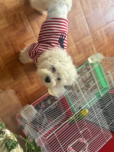 Customer photo review of Polo Ralph Lauren Dog Polo Pony Stripe T-Shirt