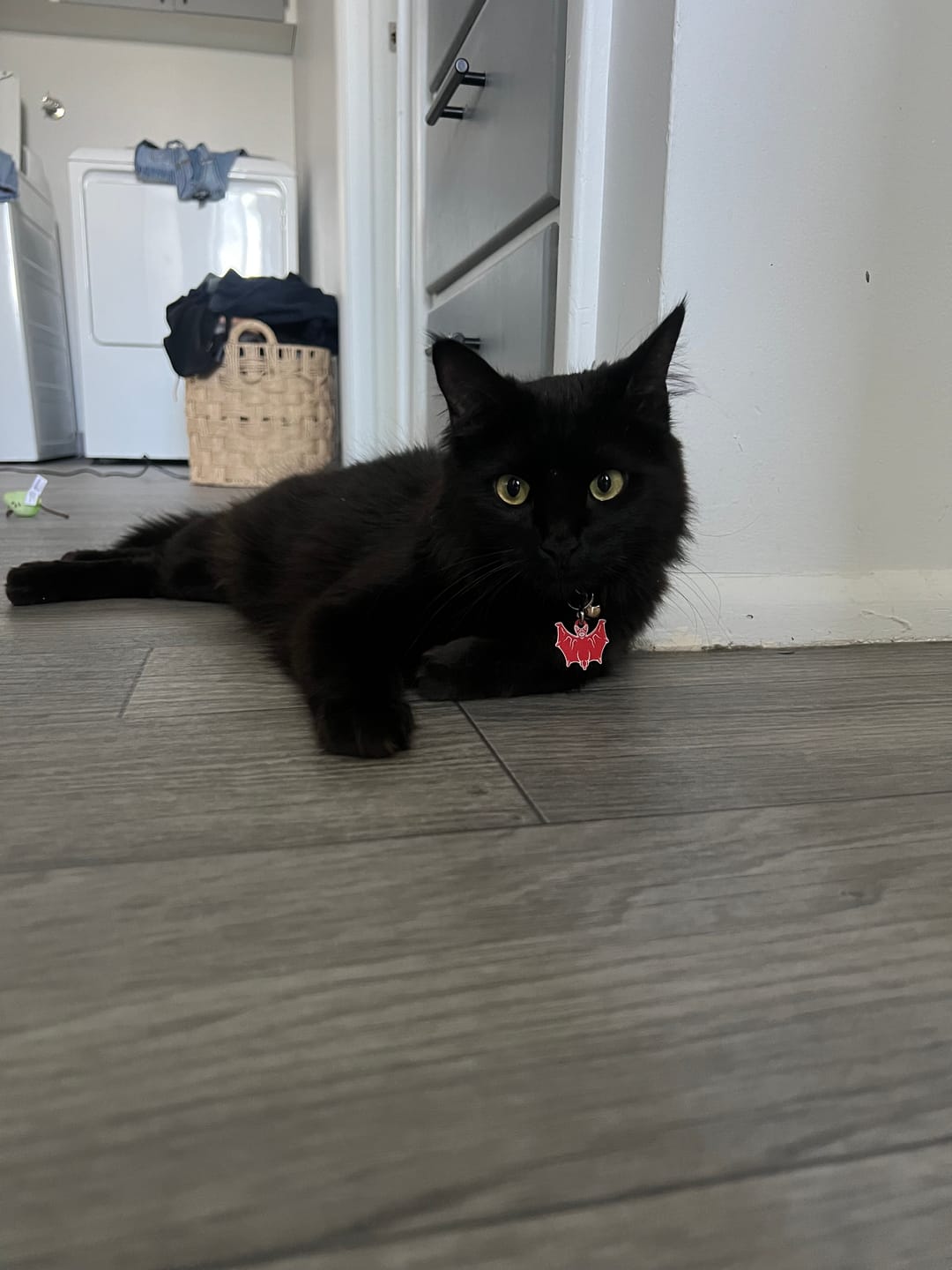 Customer photo review of PET TAG