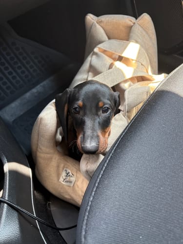 Customer photo review of Borsa Mattias Beige (Soft Touch)