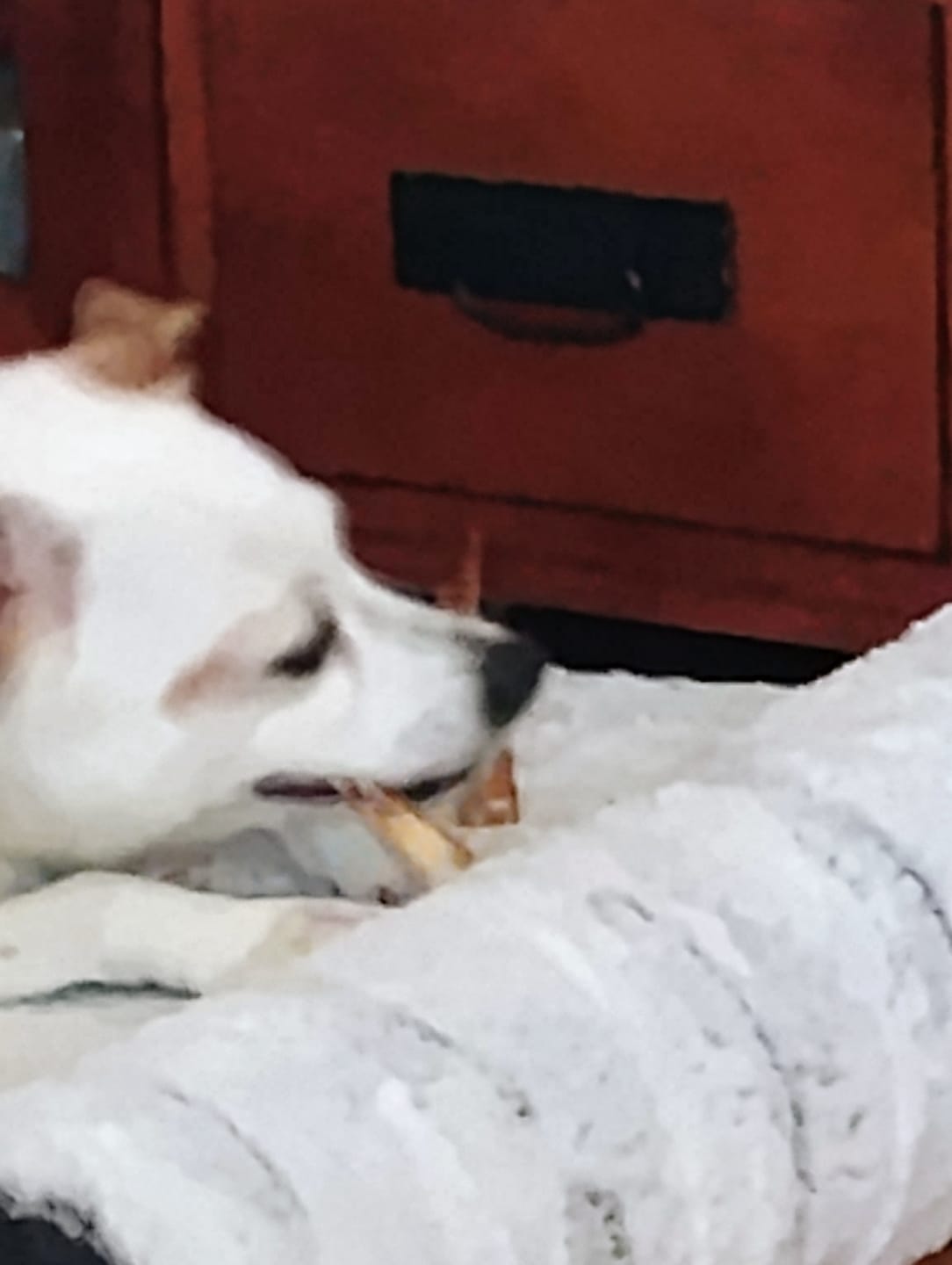 Customer photo review of Ostrich Tendon Twister (16" x 2.5" x 1"): The Satisfying, All-Natural Chew for Dental Health & Joint Support