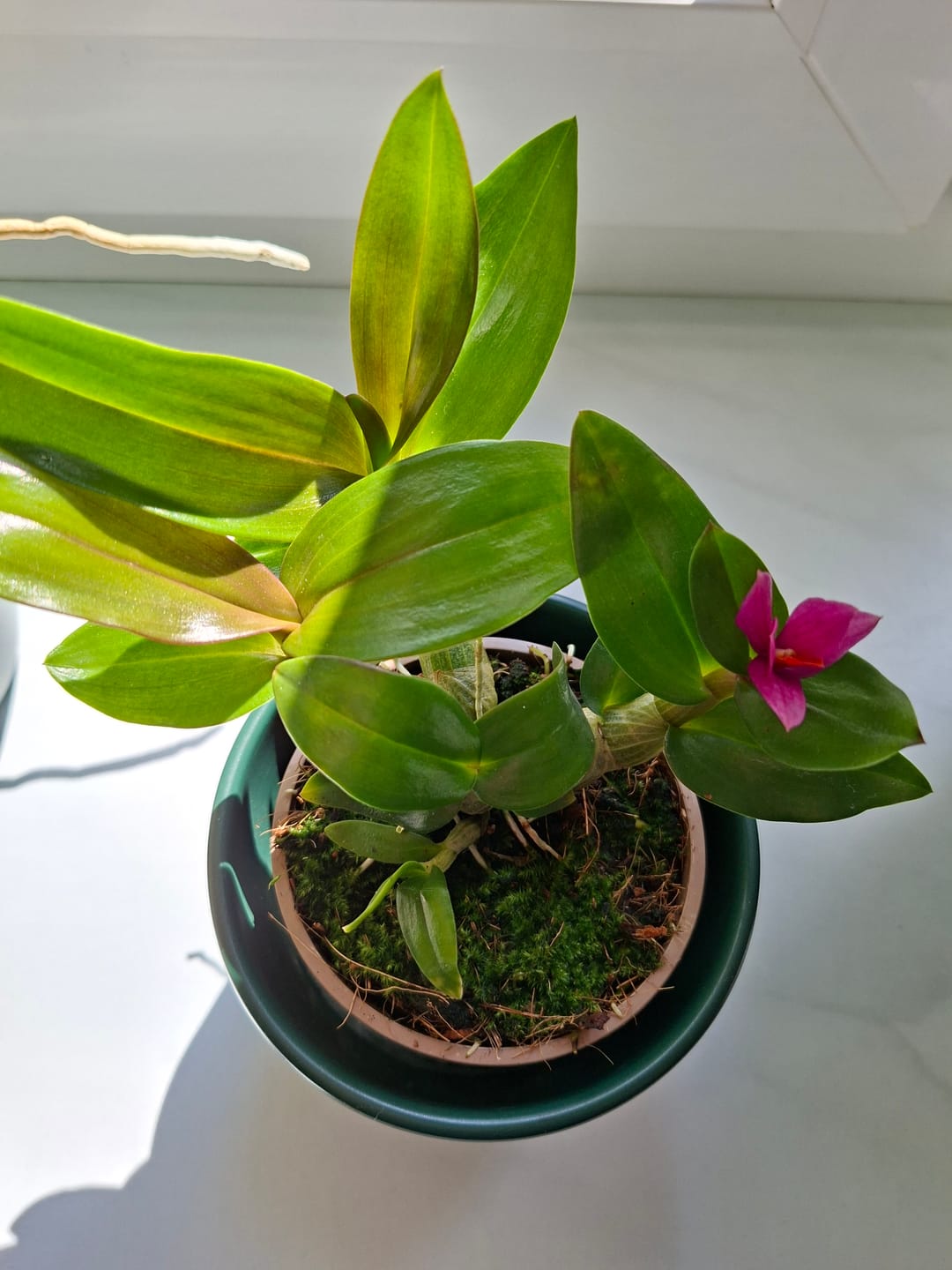 Customer photo review of Dendrobium Hibiki mit pinken Blüten