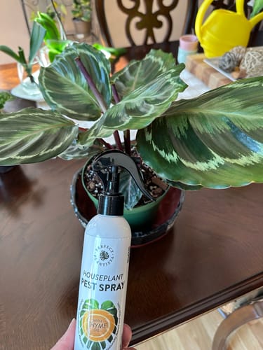 Customer photo review of Houseplant Pest Spray
