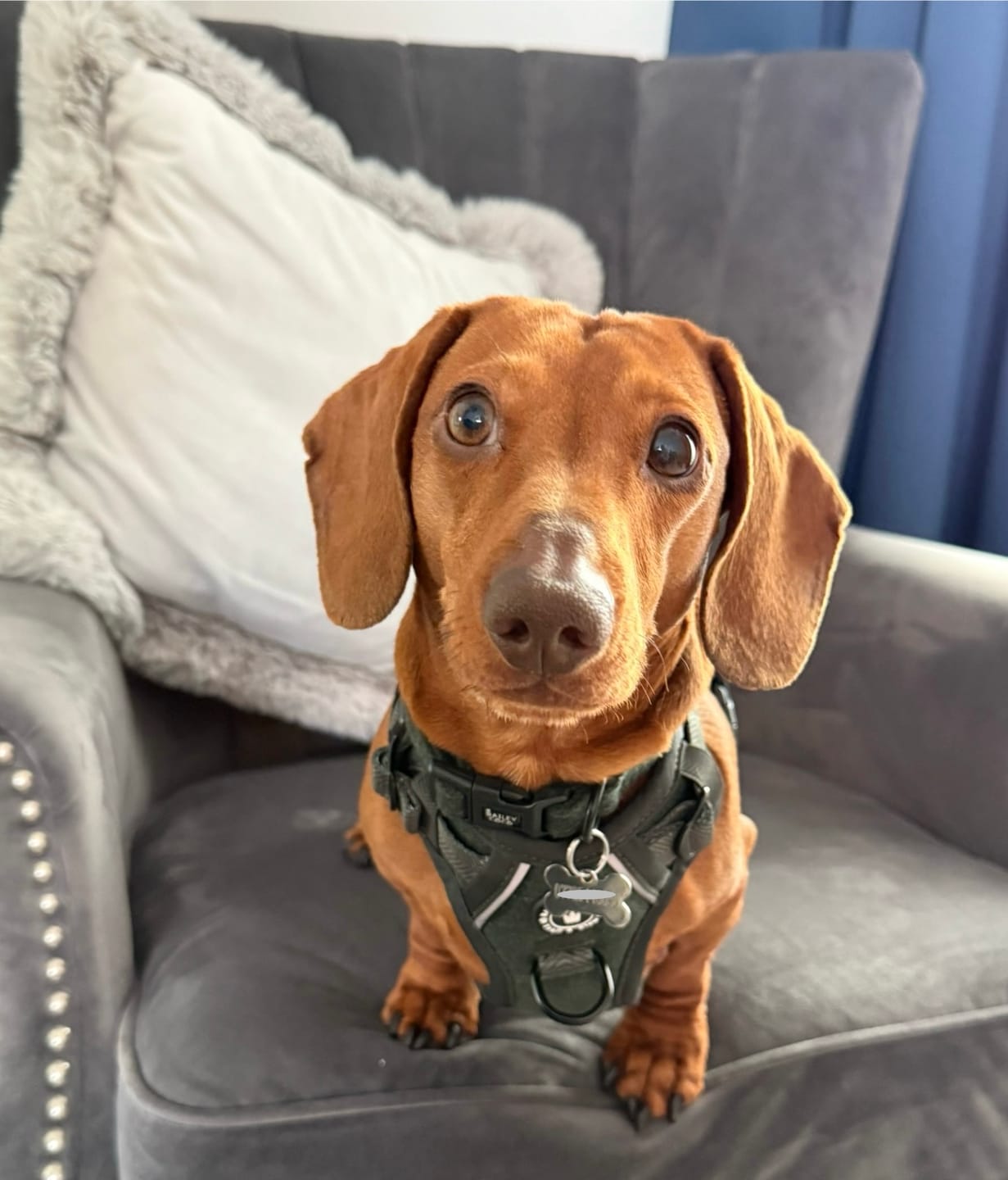 Customer photo review of Trail & Glow Tweed Dog Harness - Forest Tweed