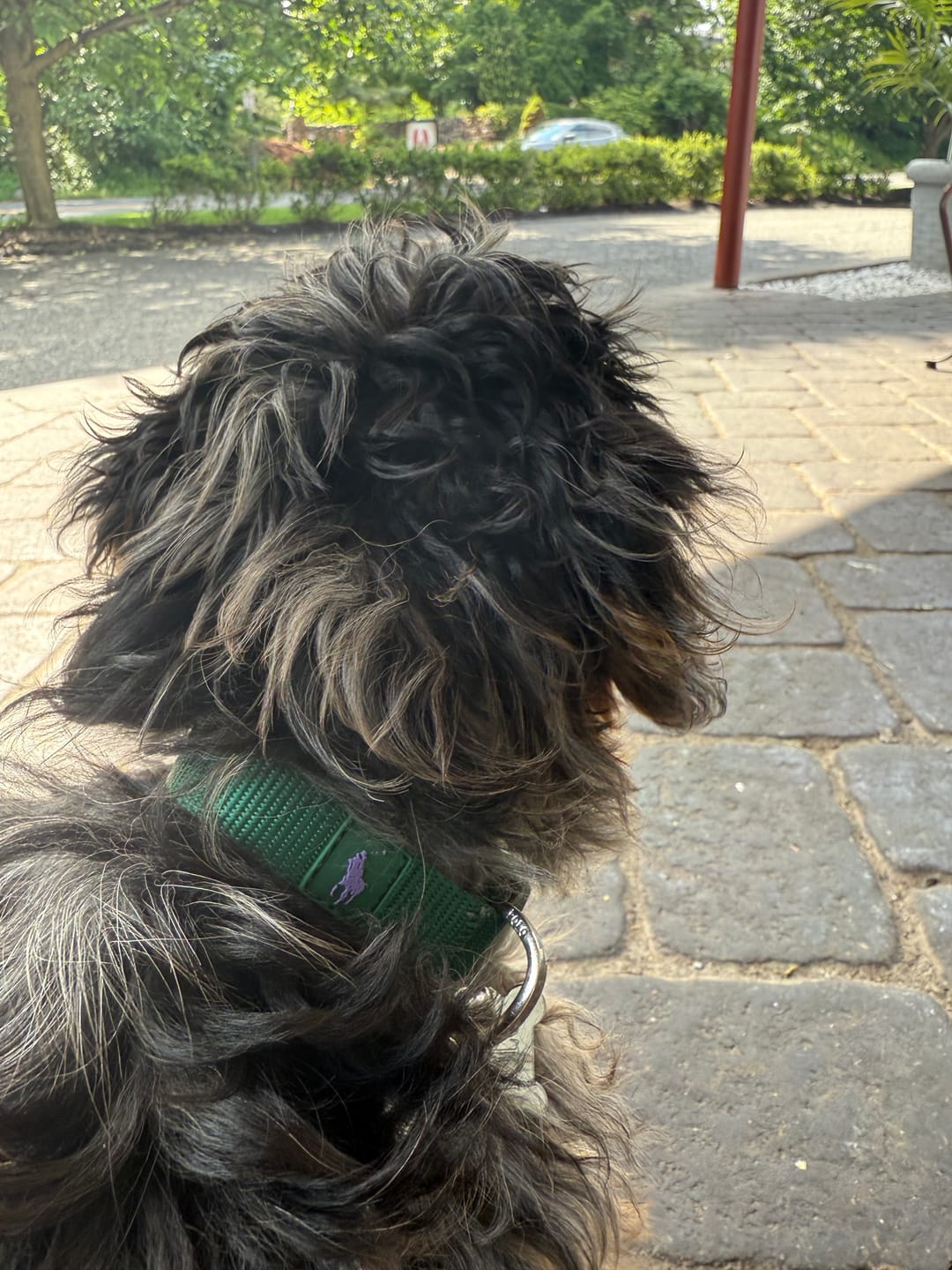 Customer photo review of Polo Ralph Lauren Nylon Dog Collar