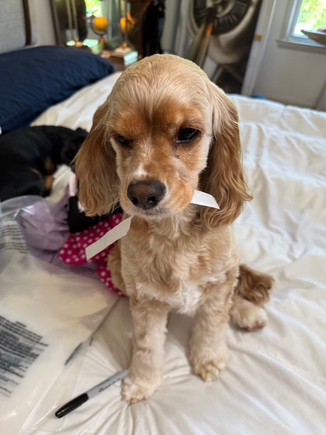 Customer photo review of Hemp Oil for Dogs and Cats - 900mg - 1oz