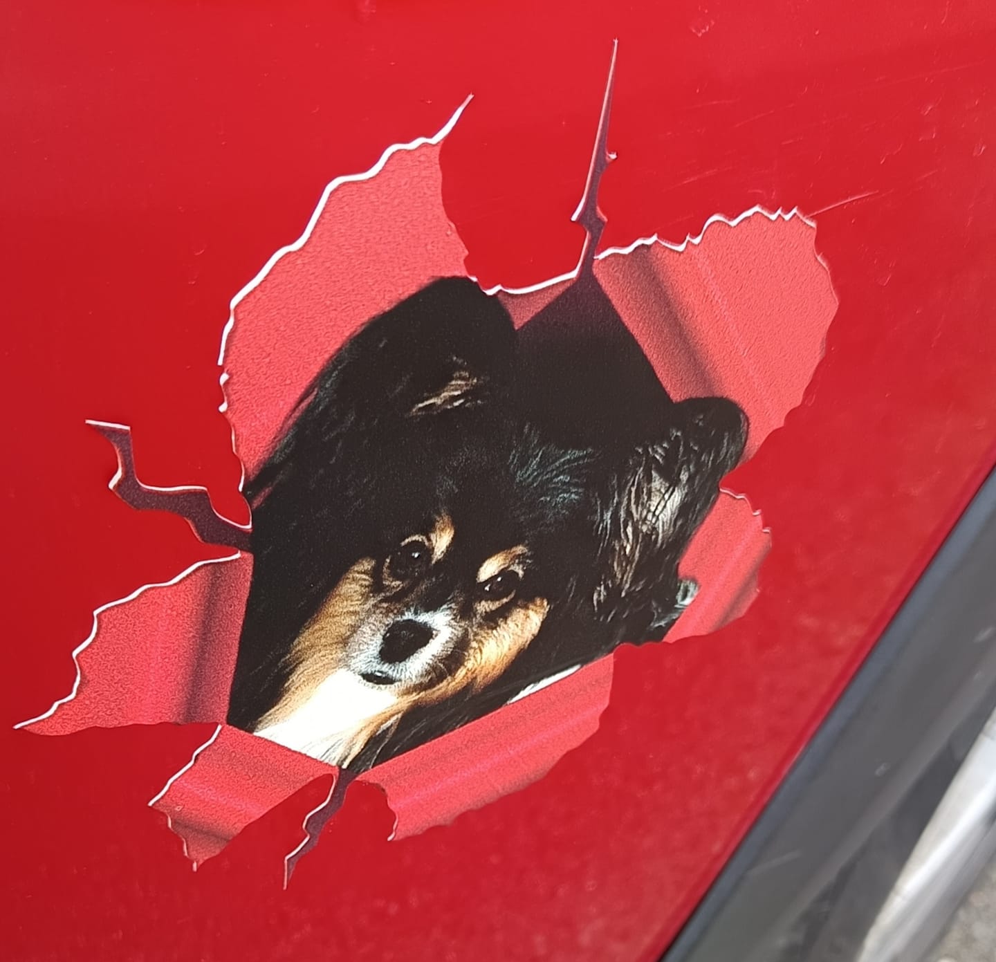 Customer photo review of Photo animal curieux - Autocollant pour voiture personnalisé