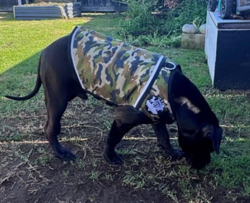 undefined review of Rogue Royalty Canine Vest - Weight Ingots image 1 out of 2
