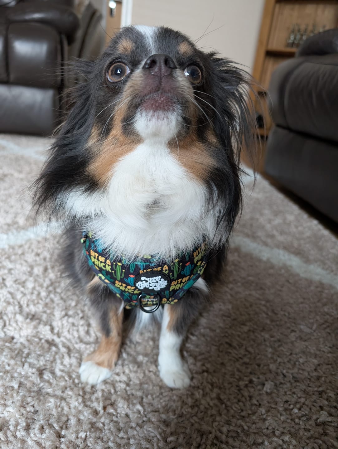 Customer photo review of Bit of a prick harness