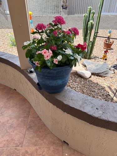 Customer photo review of Water Level Electronic Sensor for 15" Smart Self-Watering Planter