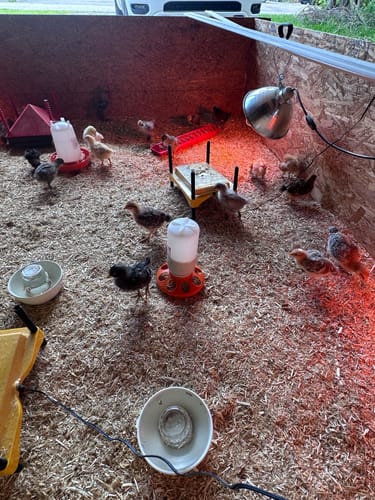 Customer photo review of GrubTerra Dried Black Soldier Fly Larvae 10lb.