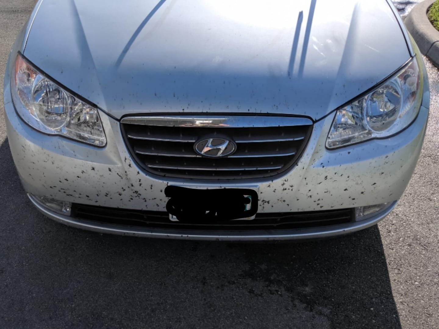 Customer photo review of ClearVision™ – Bug & Tar Remover | Quick Clean Solution