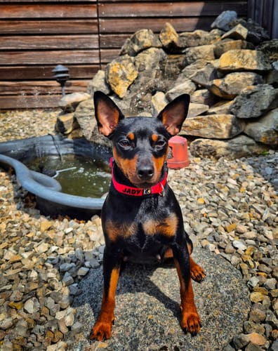 Customer photo review of Fleece Dog Collar with Name - XS | 4Kyon