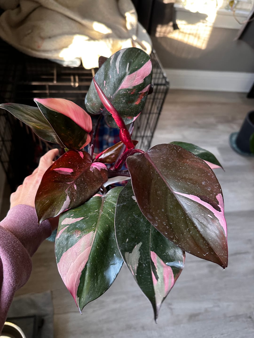 Customer photo review of Philodendron Pink Princess - 4"
