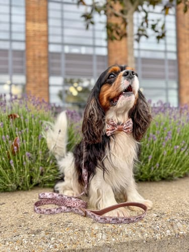 Customer photo review of Lead - Cowboy