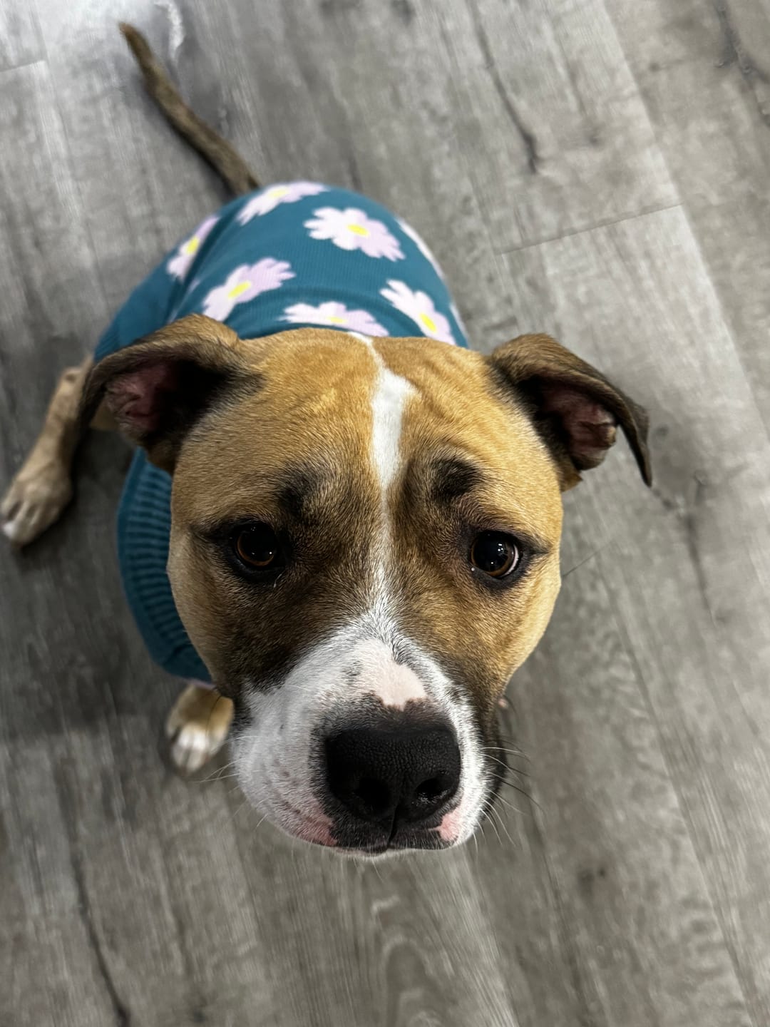 Customer photo review of Flower Knit Dog Sweater
