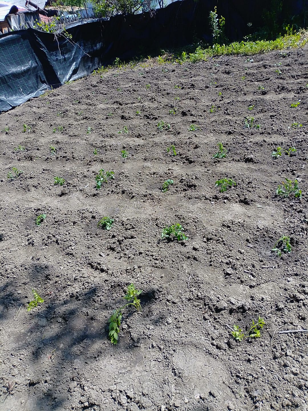 Customer photo review of Pompa submersibila 0.5kW 2.4mc/h si 50m Furtun 3 straturi si intrerupator IP65