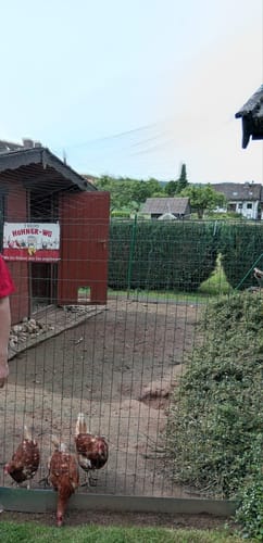 Customer photo review of Personalisiertes Gartenschild mit Hühner Motiv