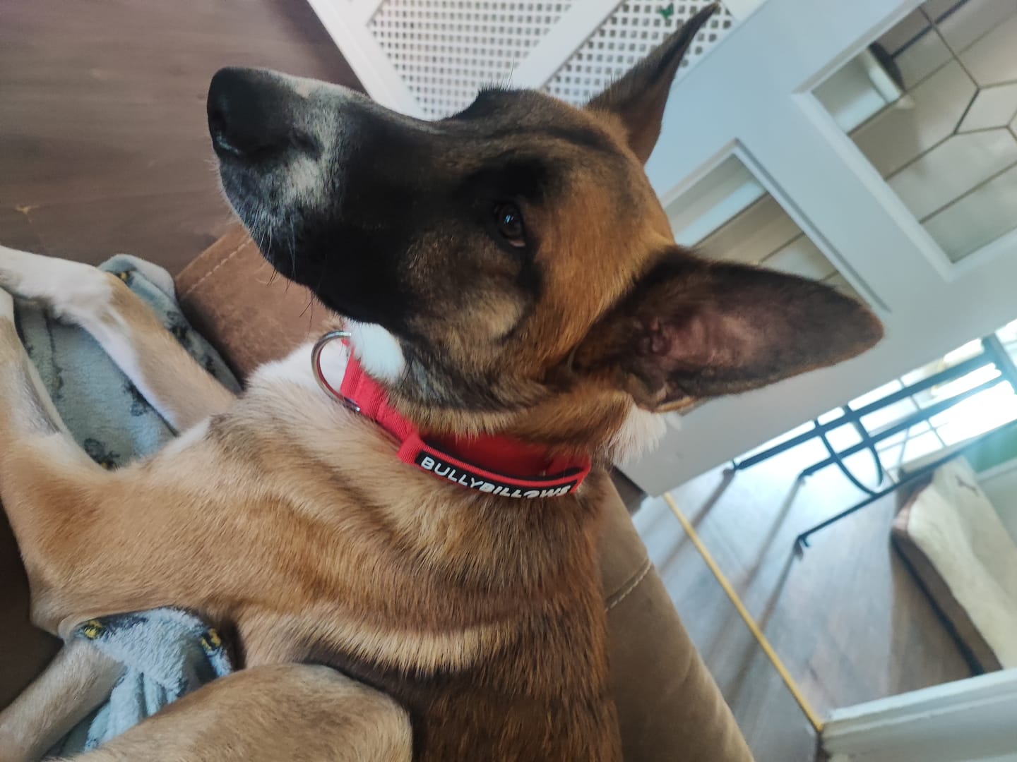 Customer photo review of 5cm Combat® Collar | With Handle & Secure Clip - Red