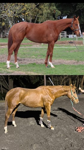 Customer photo review of Digestive HP - Sporthorse Gut Supplement