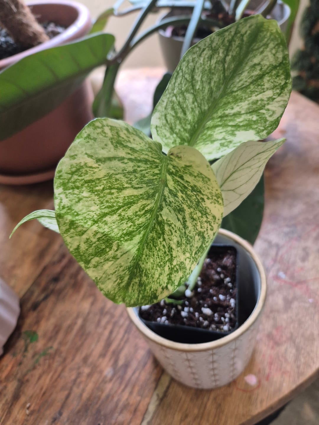 Customer photo review of MONSTERA DELICIOSA VARIEGATA MINT