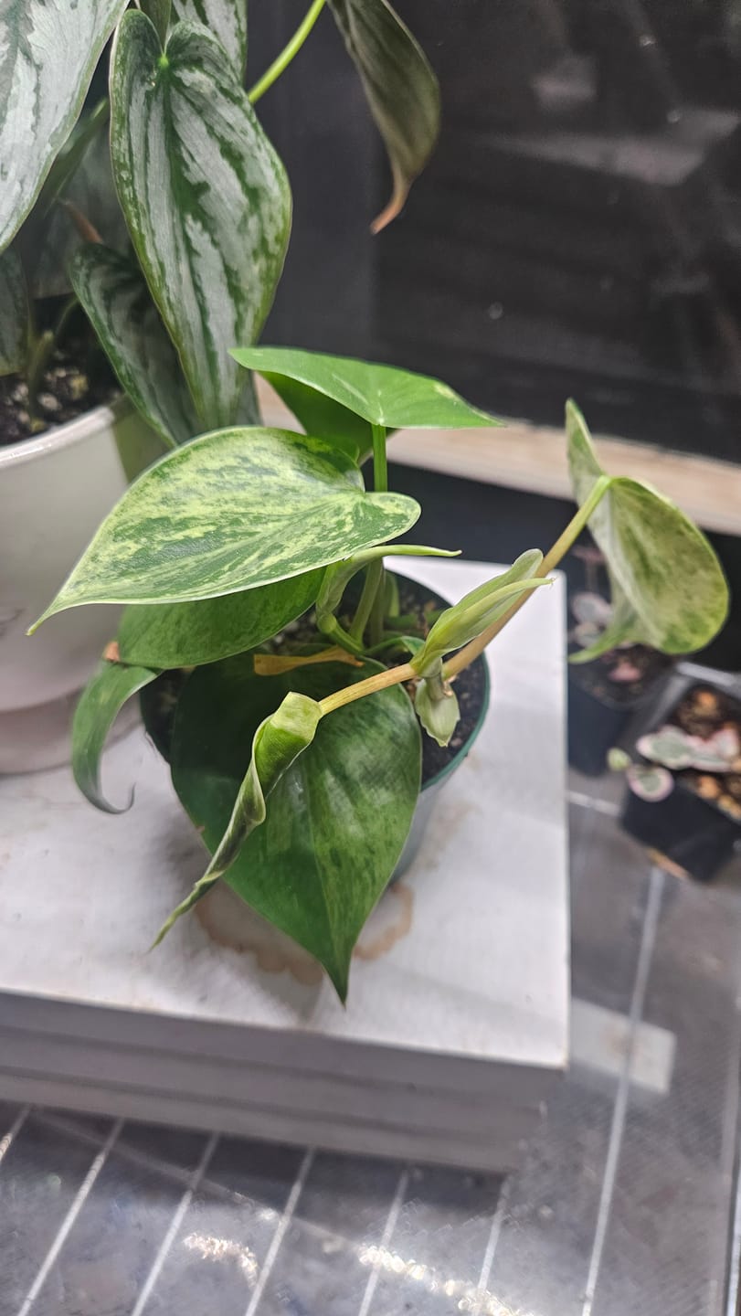 Customer photo review of Philodendron hederaceum variegated