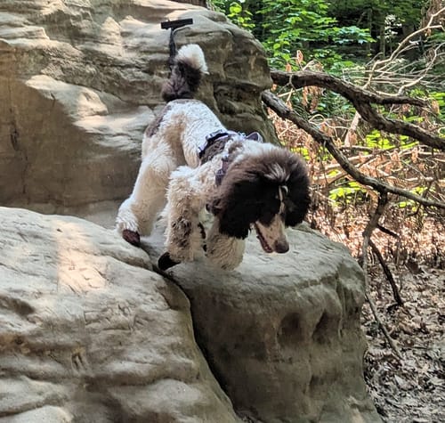 Customer photo review of Leather Dog Booties - Doccasins - 1 pair