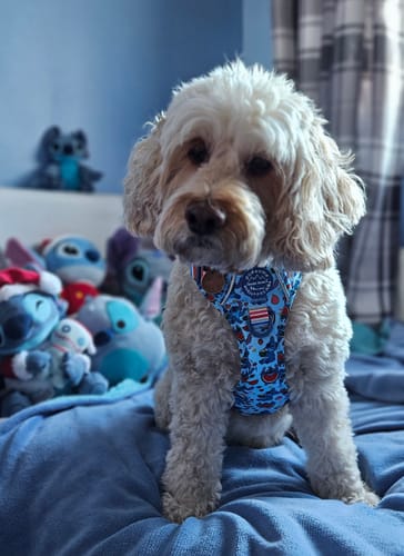 Customer photo review of Disney© Tough Trails™ Harness - Stitch's Fruit Fiesta
