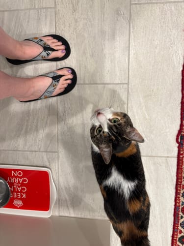 Customer photo review of Cat Nap Fever