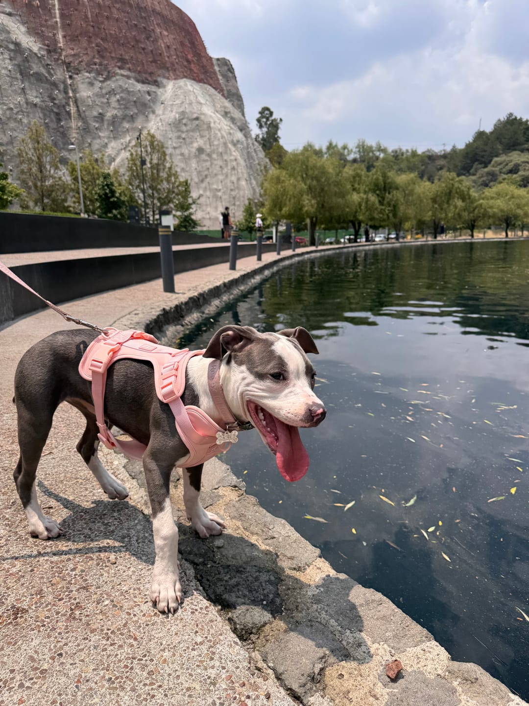 Customer photo review of Solace Adjustable Dog Harness